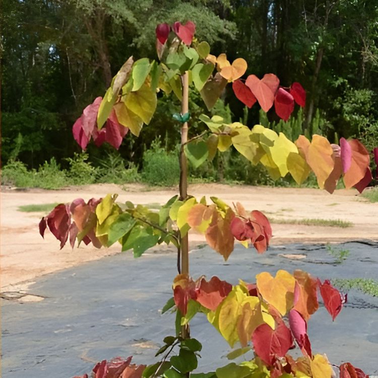 Cercis canadensis 'NC2016-2' PP #31,260 ~ Flame Thrower® Redbud-ServeScape