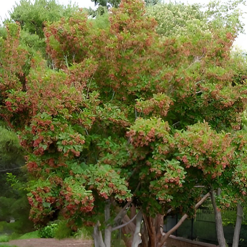 Acer tataricum 'Gar Ann' ~ Hot Wings® Tatarian Maple-ServeScape