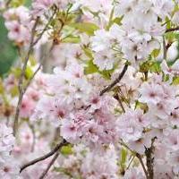 Prunus serrulata 'Amanagawa' ~ Amanagawa Flowering Cherry-ServeScape