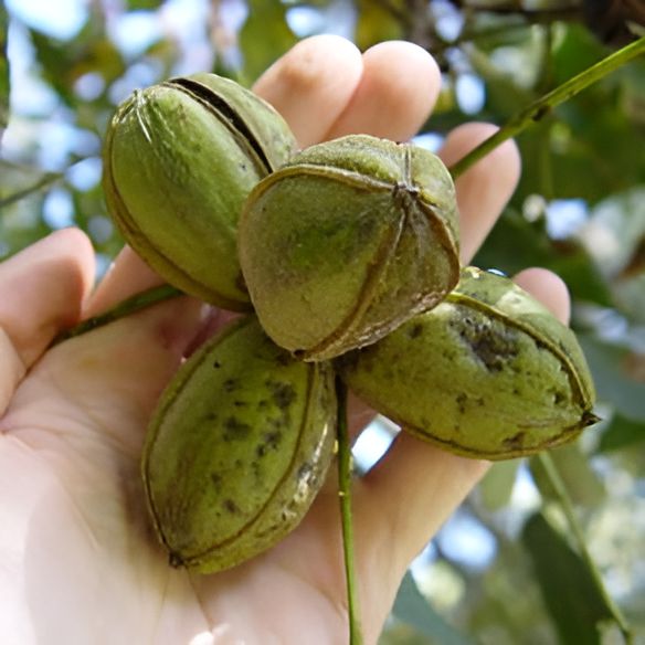 Carya illinoinensis 'Stuart' ~ Stuart Pecan-ServeScape