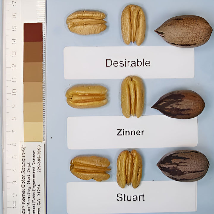 Carya illinoinensis 'Zinner' ~ Zinner Pecan-ServeScape