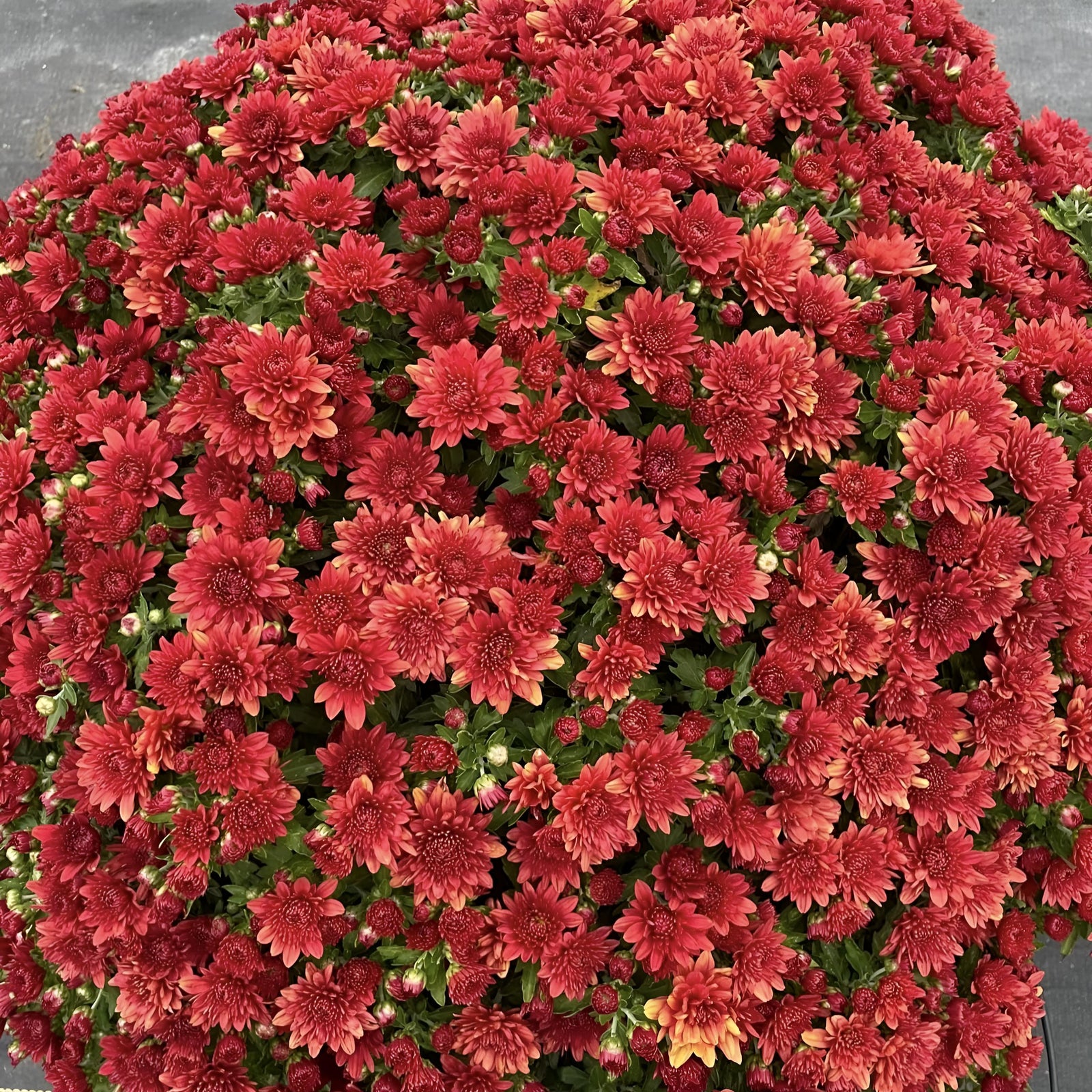 Chrysanthemum x morifolium 'Amadora Red' ~ Belgian Mums® Amadora Red Mum-ServeScape