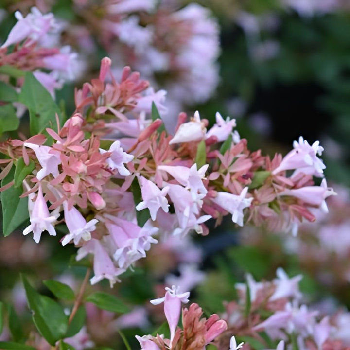 Abelia x ‘Cloud 99-6-7' ~ Rosy Charm® Abelia-ServeScape