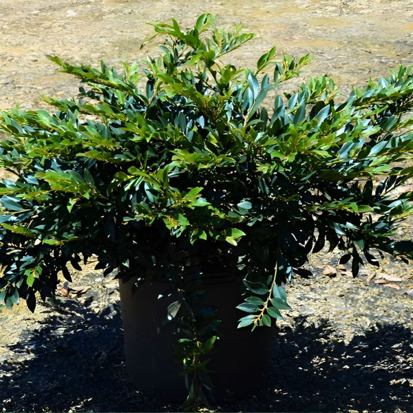 vintage jade distylium plant First Editions® Vintage Jade Distylium