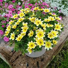 Bidens ferulifolia 'Spicy Electric White' ~ PW® Spicy Electric® White Bidens-ServeScape