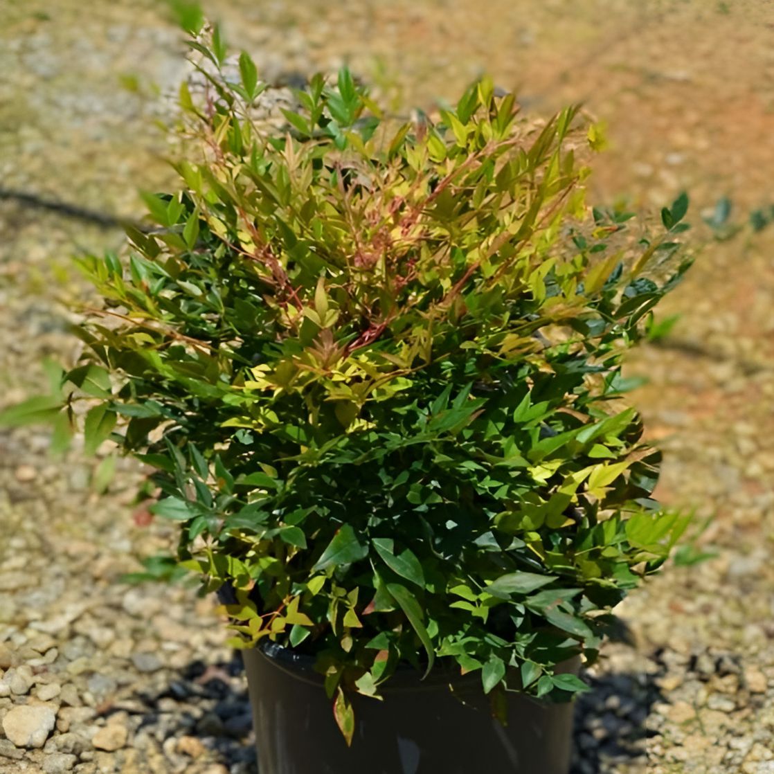 Nandina domestica 'Gulf Stream' ~ Gulf Stream Heavenly Bamboo-ServeScape