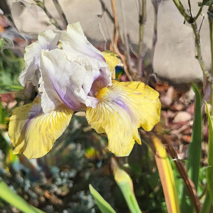 Iris germanica 'Double Your Fun' ~ Double Your Fun Bearded Iris-ServeScape