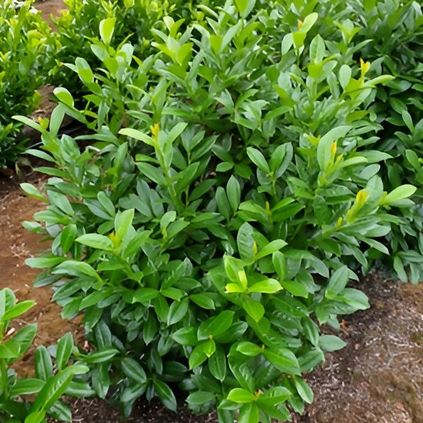 Prunus laurocerasus 'JONG2' PP29,890 ~ Greenfinity Laurel-ServeScape