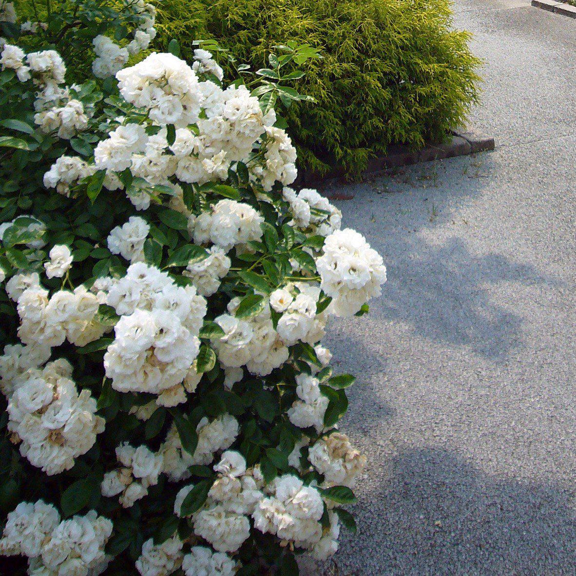 Monervia Roses Monrovia® Flower Carpet® White Rose - Rosa x 'Noaschnee' – ServeScape