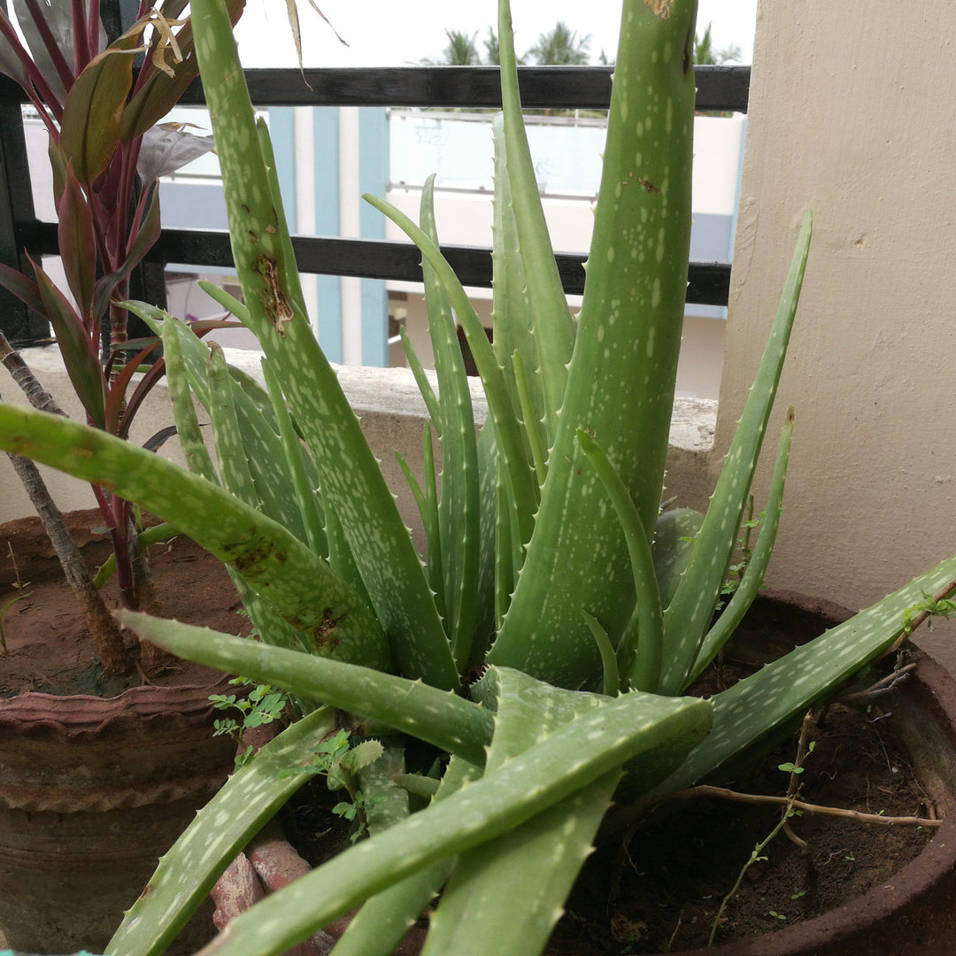 Aloe vera ~ Monrovia® Aloe-ServeScape