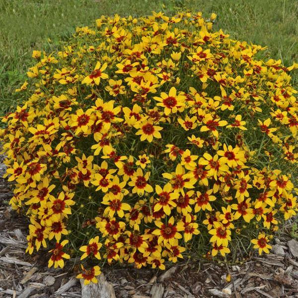Coreopsis verticillata 'Curry Up' PP28521 ~ Sizzle & Spice® Curry Up Coreopsis-ServeScape