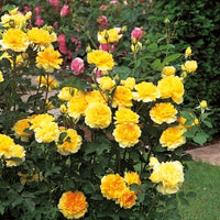 Rosa 'Ausmol' ~ Molineaux® Rose-ServeScape