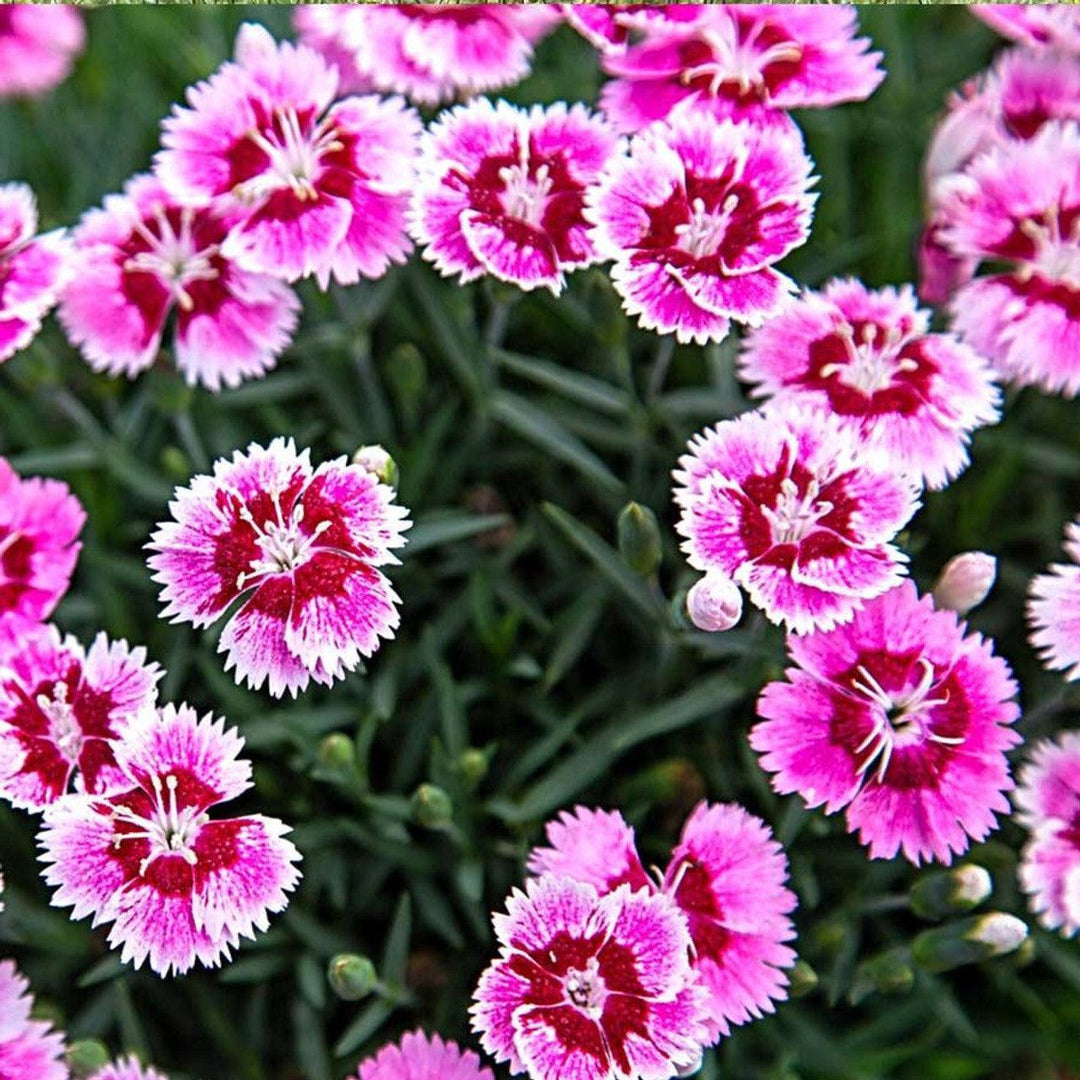 Dianthus 'PP33902 ' ~ EverBloom™ Plum Glory Dianthus-ServeScape