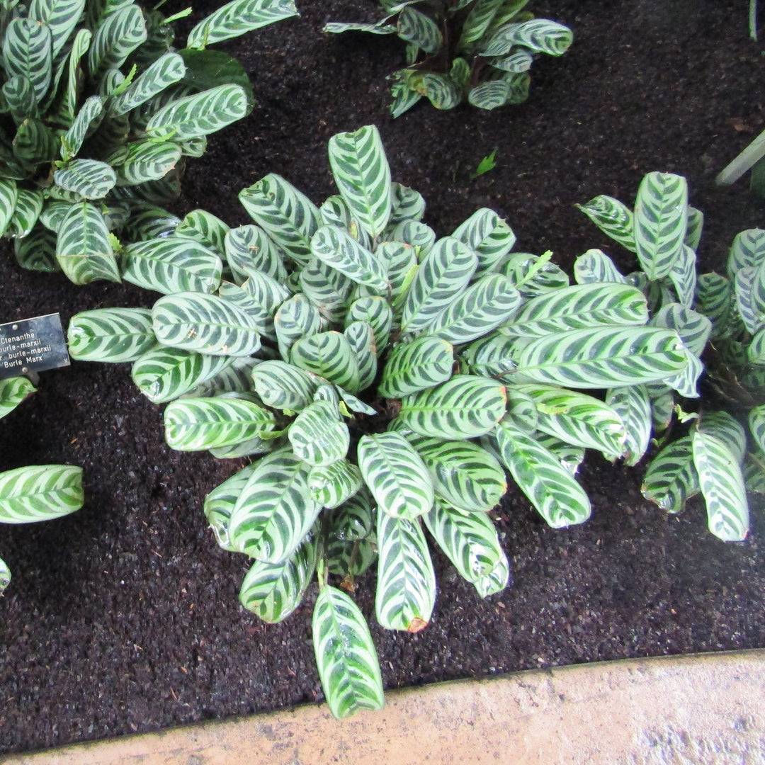 Maranta amabilis ~ Monrovia® Maranta, Fishbone Plant-ServeScape