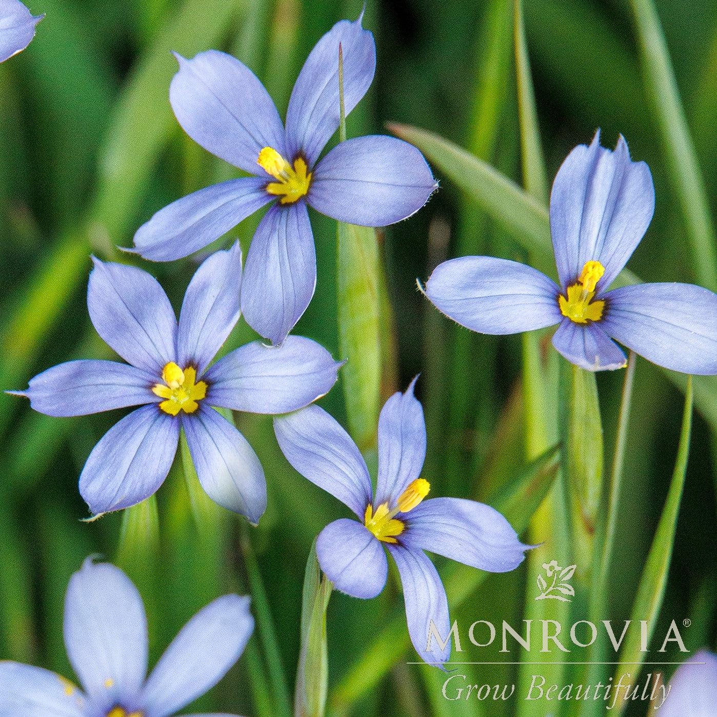 Sisyrinchium angustifolium 'Blue Note' ~ Monrovia® Blue Note Blue-Eyed Grass-ServeScape