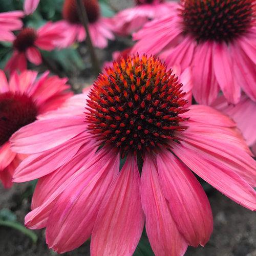 Echinacea purpurea 'Coral Craze' ~ Eye-catcher™ Coral Craze Echinacea-ServeScape