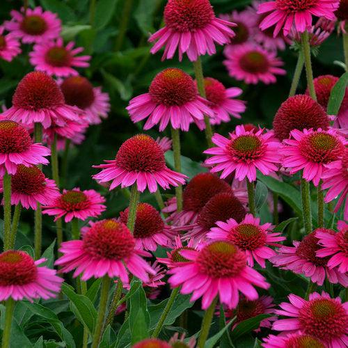 Echinacea 'Noortdeli' ~ Delicious Candy® Coneflower-ServeScape