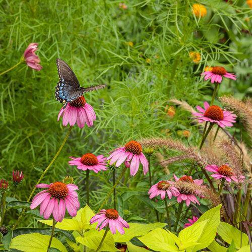 Echinacea 'The Fuchsia is Bright' ~ Color Coded® The Fuchsia is Bright Echinacea-ServeScape