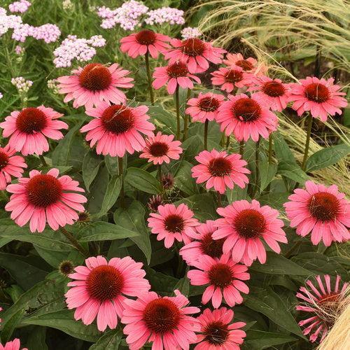 Echinacea purpurea 'Coral Craze' ~ Eye-catcher™ Coral Craze Echinacea-ServeScape