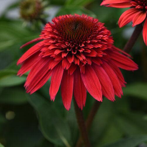 Echinacea hybrida 'Balscawbux' ~ Double Scoop™ Strawberry Deluxe Echinacea-ServeScape
