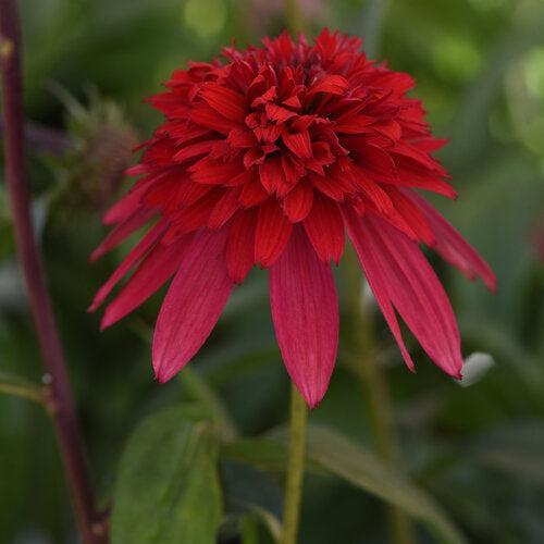 Echinacea hybrida 'Balscawbux' ~ Double Scoop™ Strawberry Deluxe Echinacea-ServeScape