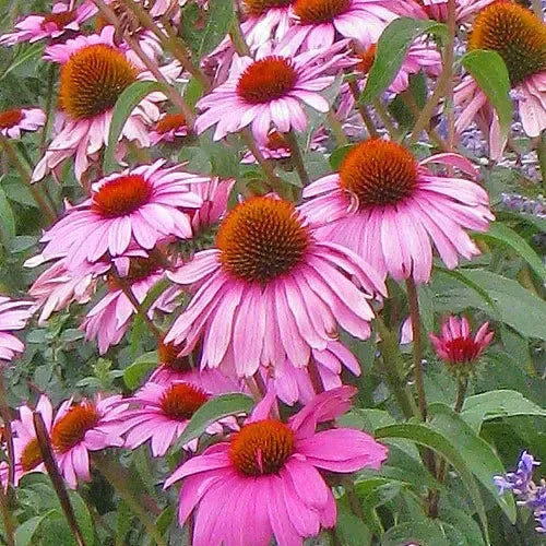 Echinacea purpurea 'Magnus Superior' ~ Magnus Superior Echinacea, Coneflower-ServeScape