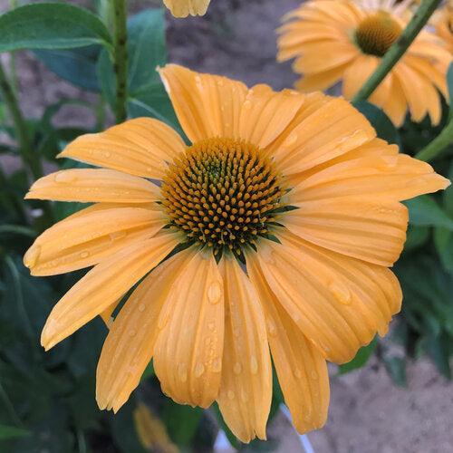 Echinacea 'One in a Melon' ~ Color Coded® One in a Melon Echinacea-ServeScape