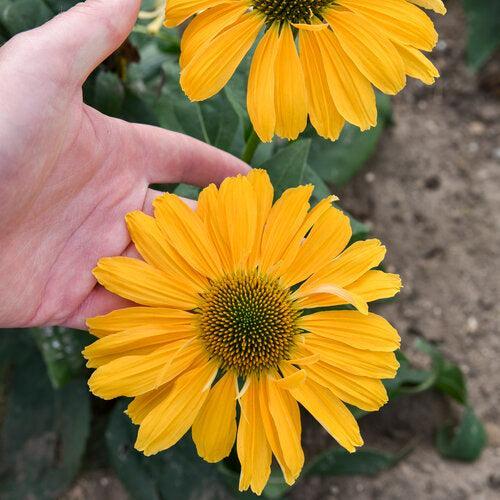 Echinacea 'One in a Melon' ~ Color Coded® One in a Melon Echinacea-ServeScape