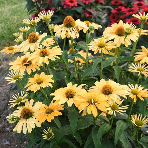 Echinacea 'One in a Melon' ~ Color Coded® One in a Melon Echinacea-ServeScape