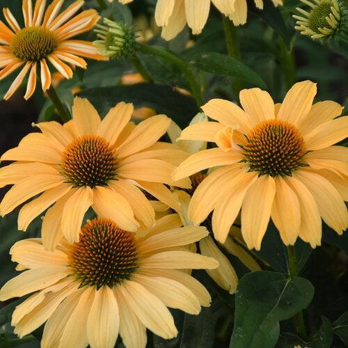 Echinacea 'One in a Melon' ~ Color Coded® One in a Melon Echinacea-ServeScape