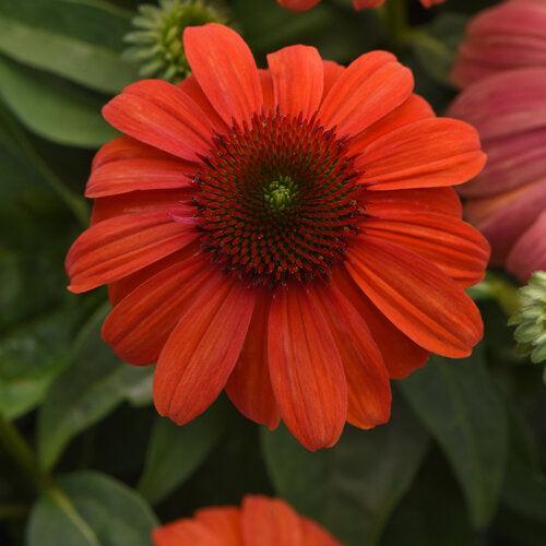 Echinacea 'Balsomambo' ~ Sombrero® Mandarin Mambo Coneflower-ServeScape