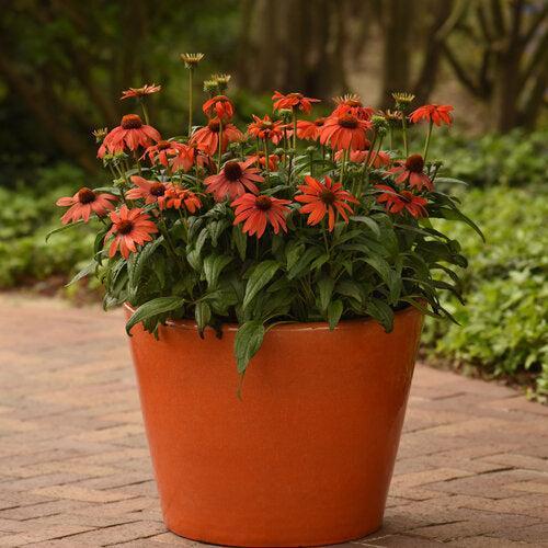 Echinacea 'Balsomambo' ~ Sombrero® Mandarin Mambo Coneflower-ServeScape