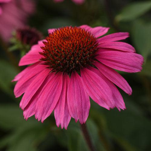 Echinacea x 'Balsomrosa' PP33011 ~ Sombrero® Rosada Coneflower-ServeScape