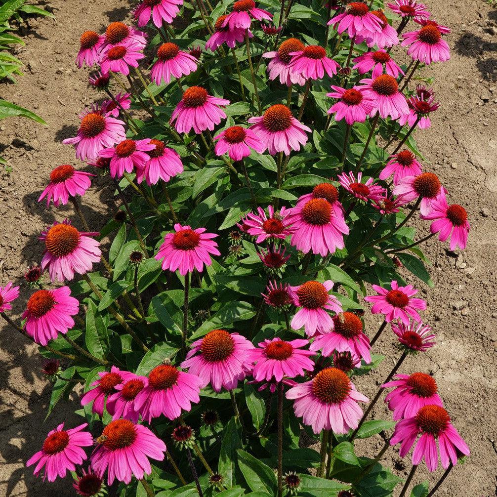 Echinacea x 'Balsomrosa' PP33011 ~ Sombrero® Rosada Coneflower-ServeScape