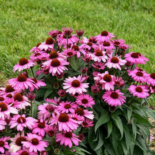 Echinacea 'The Fuchsia is Bright' ~ Color Coded® The Fuchsia is Bright Echinacea-ServeScape