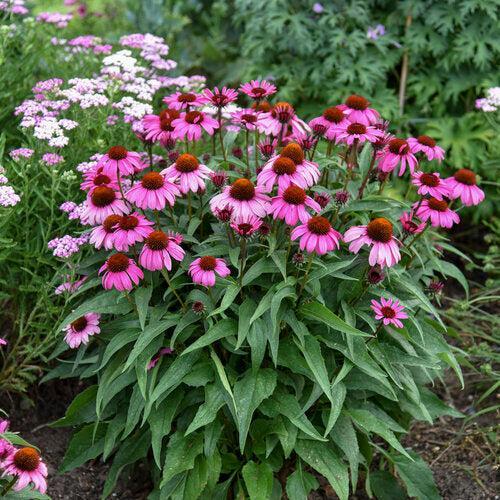 Echinacea 'The Fuchsia is Bright' ~ Color Coded® The Fuchsia is Bright Echinacea-ServeScape