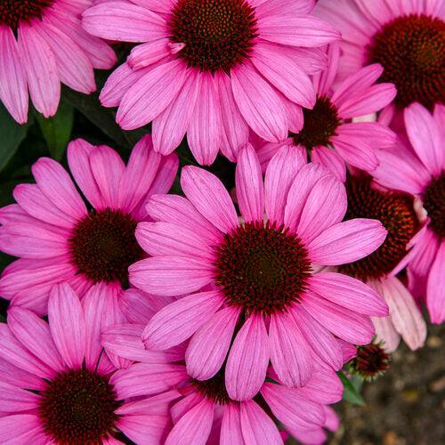 Echinacea 'The Fuchsia is Bright' ~ Color Coded® The Fuchsia is Bright Echinacea-ServeScape