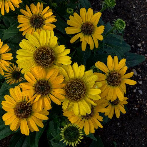 Echinacea 'Yellow My Darling' ~ Color Coded® Yellow My Darling Echinacea-ServeScape