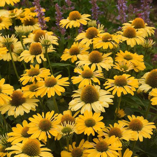 Echinacea 'Yellow My Darling' ~ Color Coded® Yellow My Darling Echinacea-ServeScape