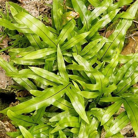 Microsorum diversifolium ~ Monrovia® Kangaroo Paw Fern-ServeScape
