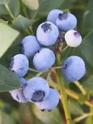 Vaccinium corymbosum 'Haven' ~ Haven Highbush Blueberry