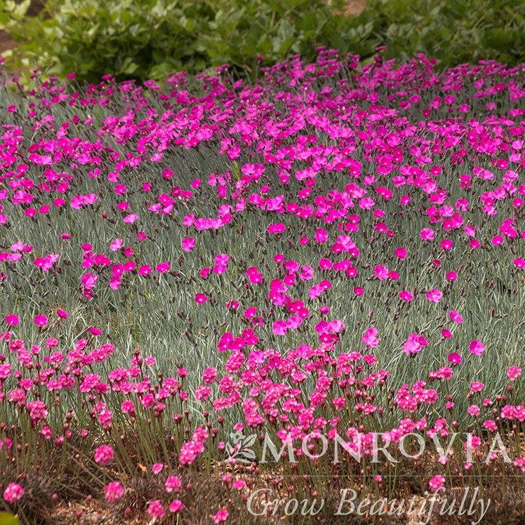 Dianthus gratianapolitanus 'Firewitch' ~ Monrovia® Firewitch Dianthus, Cheddar Pink-ServeScape