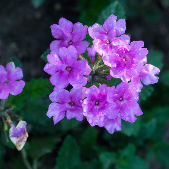 Verbena x hybrida 'Balendpibi' PP #28,455 ~ Monrovia® EnduraScape™ Pink Bicolor Verbena-ServeScape