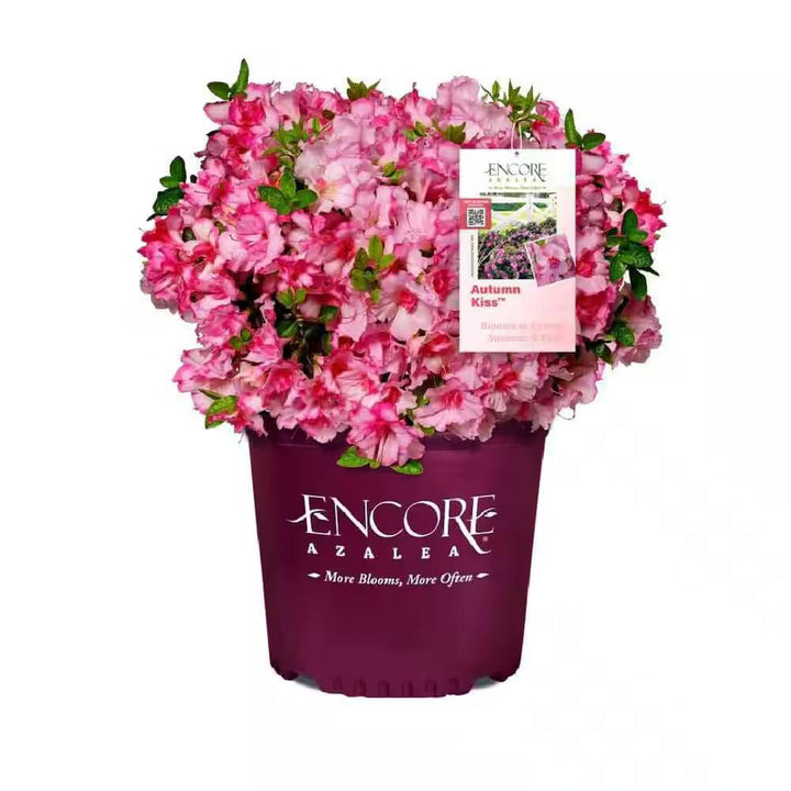 Rhododendron ‘Roblezp’ PP36883 ~ Encore® Autumn Kiss™ Azalea-ServeScape