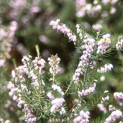 Erica x darleyansis 'Darley Dale' ~ Darley Dale Heath-ServeScape