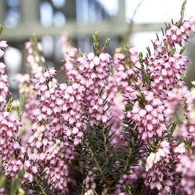 Erica x darleyansis 'Darley Dale' ~ Darley Dale Heath-ServeScape