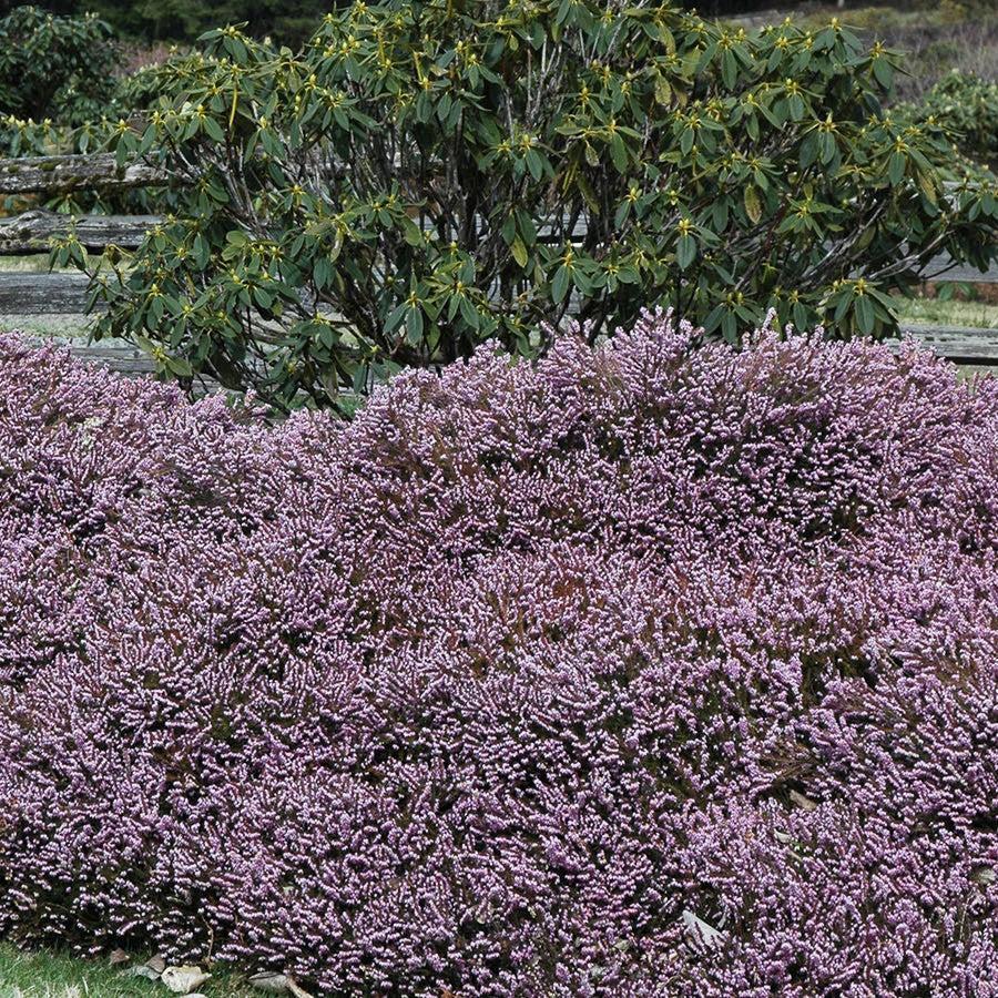 Erica x darleyansis 'Darley Dale' ~ Darley Dale Heath-ServeScape