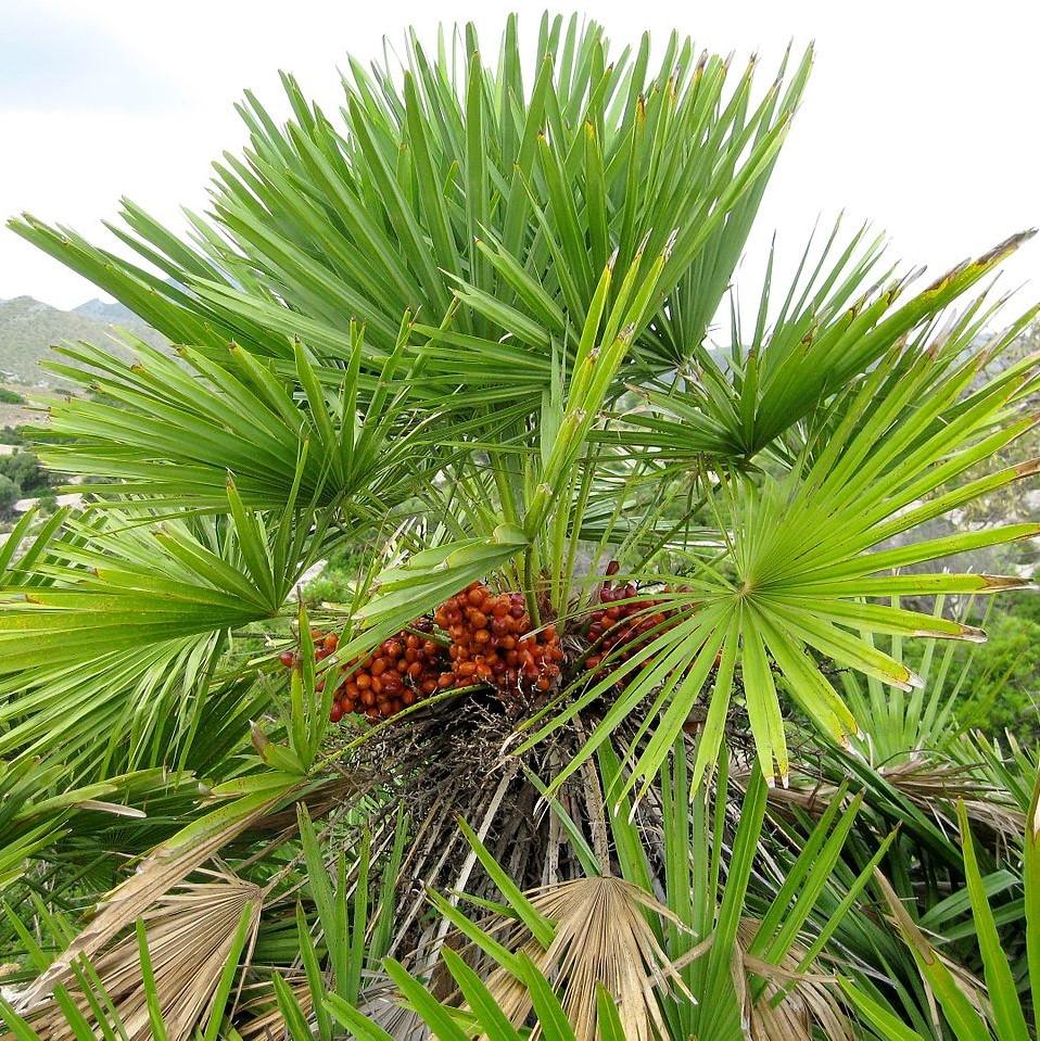 Chamaerops humilis ~ Monrovia® European Fan Palm-ServeScape
