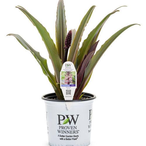 Eucomis 'Purple Reign' ~ Crowning Glory™ Purple Reign Pineapple Lily-ServeScape