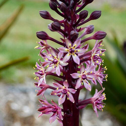 Eucomis 'Purple Reign' ~ Crowning Glory™ Purple Reign Pineapple Lily-ServeScape